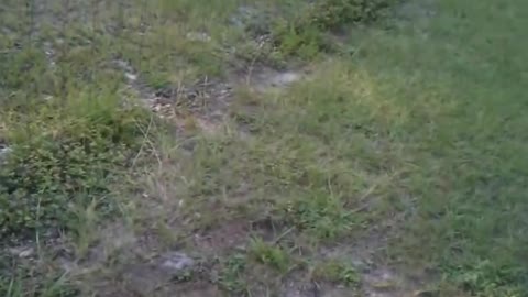 Dog pees on electric fence