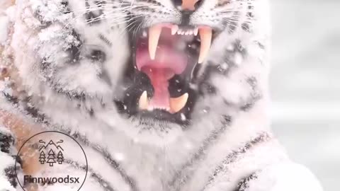 International tigers day 6