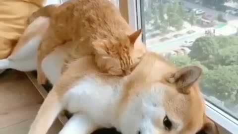 Friendship of a cat and dog 🥺❤️ #youtubeshorts #shorts