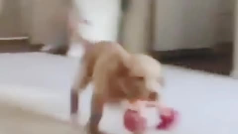 Funniest puppy is trying jump on the bed