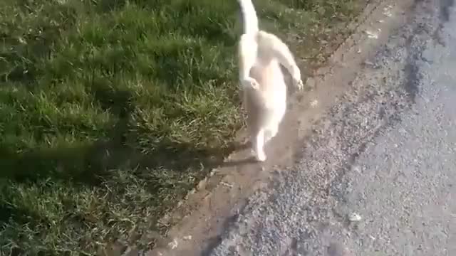 THIS CAT AN ALIEN?? (WHAT IS WRONG?)