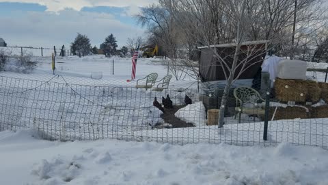 Winter Chickens