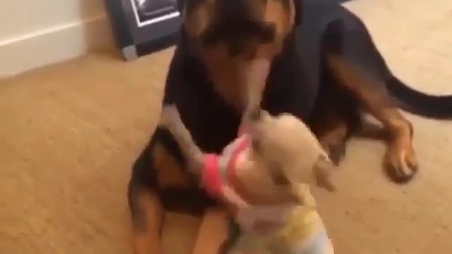 he dog and the big dog are on the floor.
