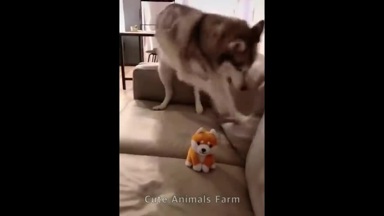 Cute & Funny Animals - 01