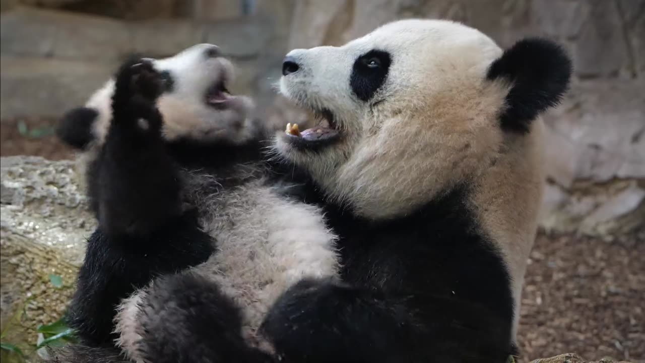 ZooParc de Beauval