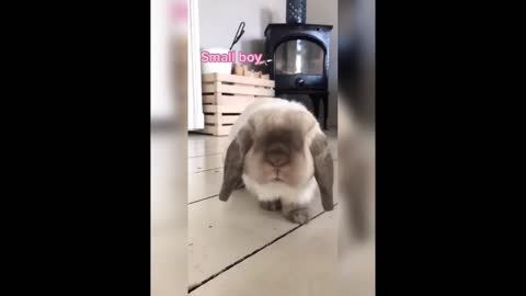 Cute Rabbits , Crazy Antics
