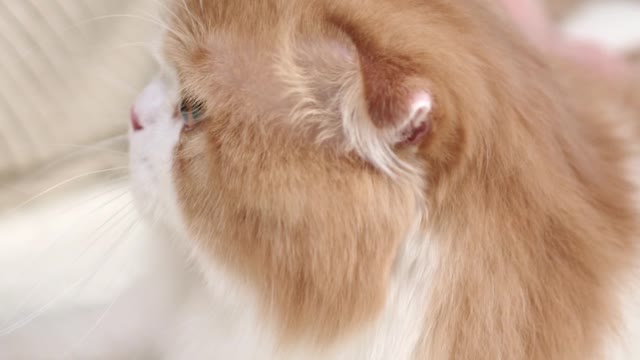 A Cat Getting Petting On The Bed