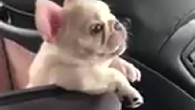 Que hermoso perrito 😍