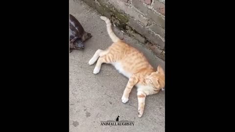 Funny animal videos