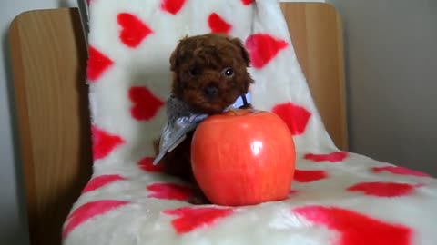 A cute mini puppy almost as big as an apple