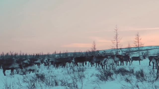 Residents of the North of the Yamalo-Nenets Autonomous Okrug , local culture .