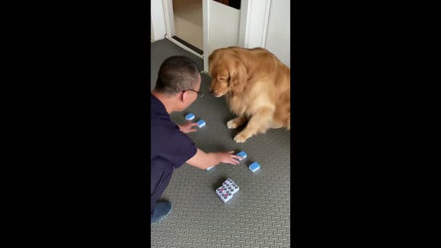 August Funny Dogs Mega Compilation