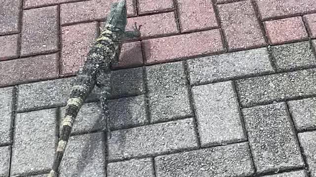 Funny video chasing an iguana