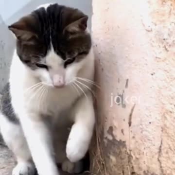 Tom and Jerry are fighting over food