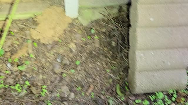 Termite damage