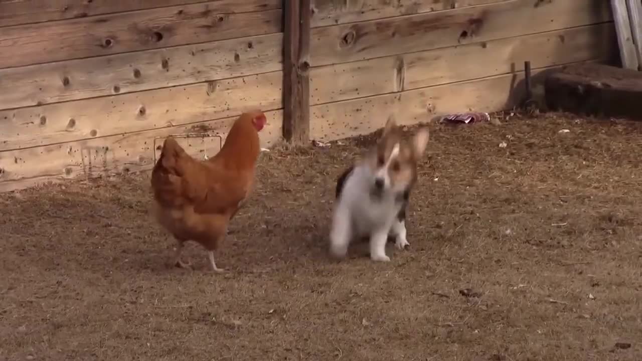 Chook vs Corgi vs Duck