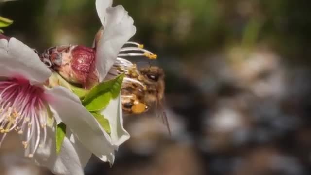 Honey Bees Make Honey ... and Bread? | Deep Look