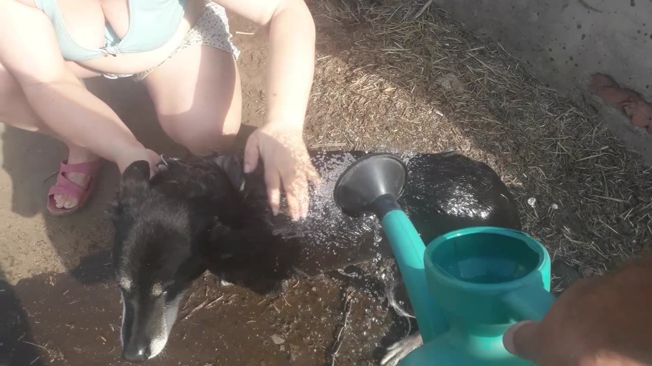 Bathing the dog