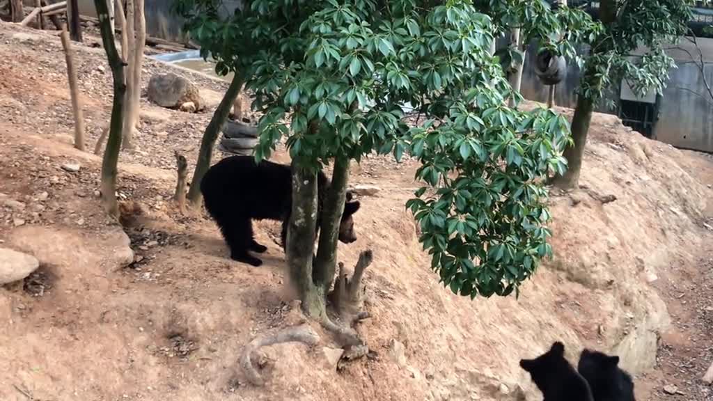 The happy family of black bears