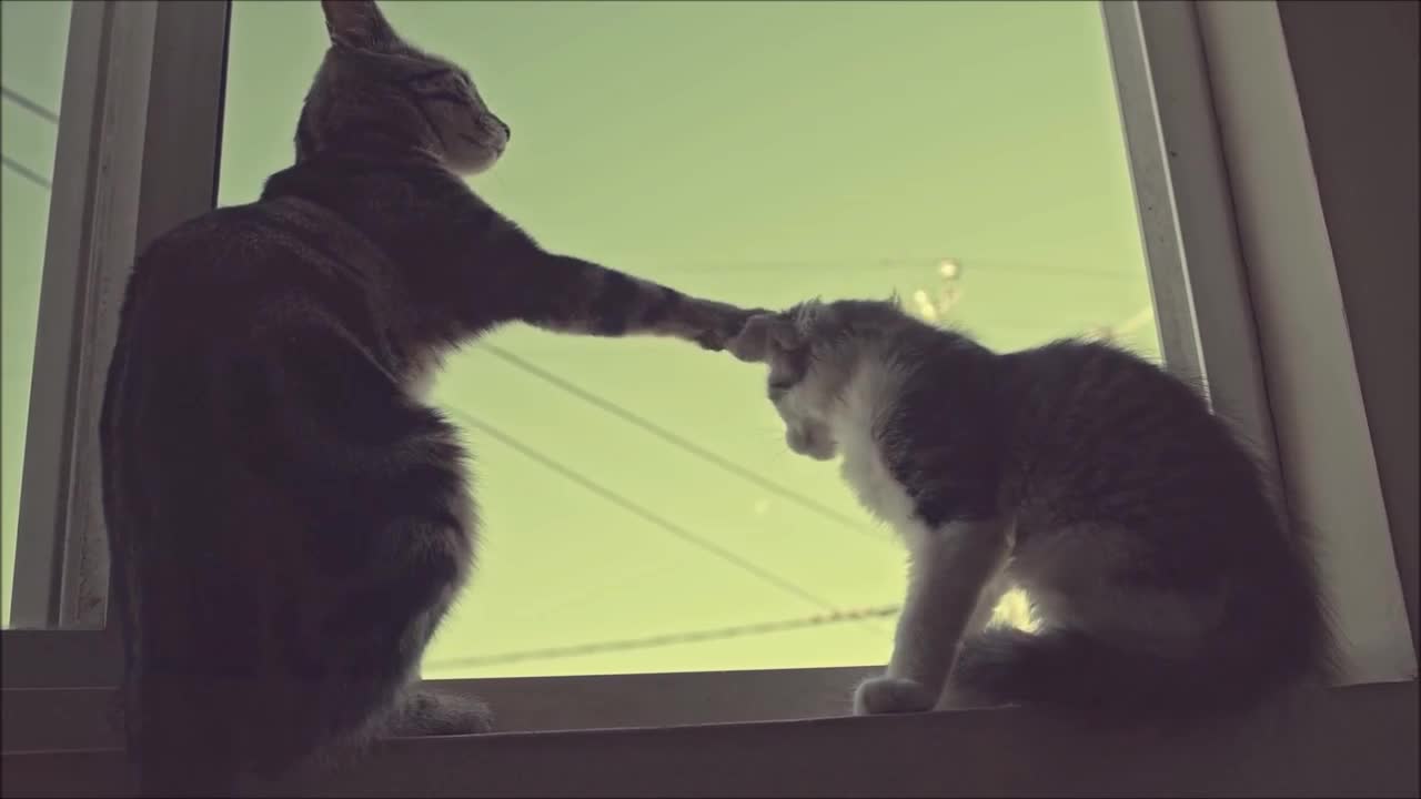 Funny Cats