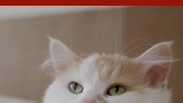 Cat kitten eyes kitty mammal | animal | animal video | cat video | animal 7222Ok