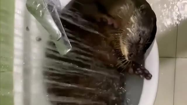 otter shower