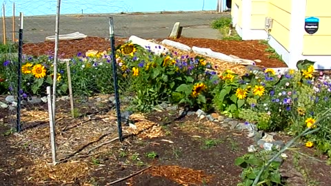 Sunflowers and the fake Sun 9/9/24: