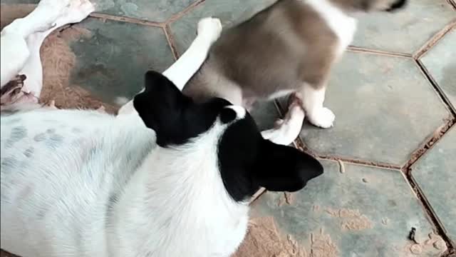 Mummy Play with A little puppy