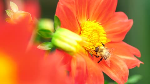 Bee working on an orange flower