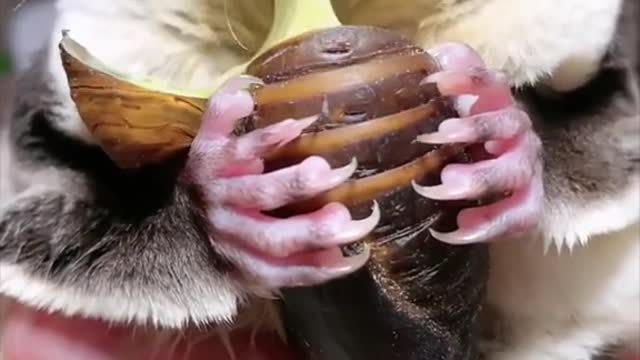 animals