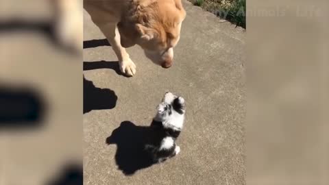 Funniest 🐶 Dogs And 😻 Cats- Try Not To Laugh 🤣 - Funny Pet Animals' Life