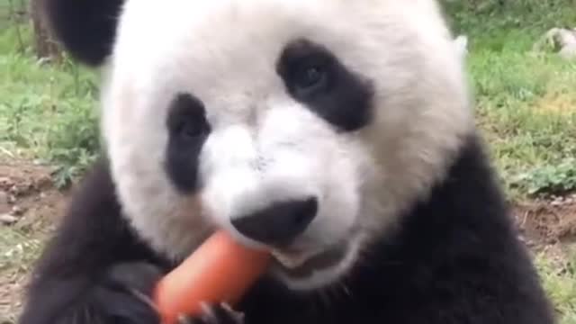 Funny video of panda eating carrots