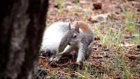 #Squirrel#Squirrel video# Animal# Animal video#