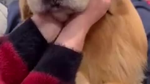Golden retriever loves massages