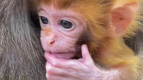 Cute little monkey baby