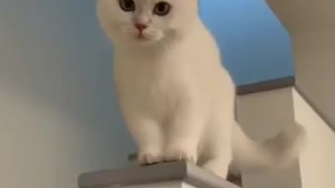 Cute little cat videos. Laughing Cat videos.