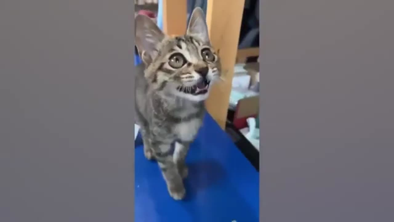 Funny Cat Videos