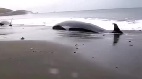 World Is Strange pt.61
