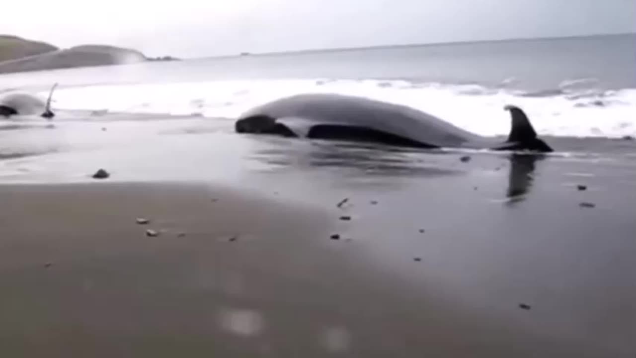World Is Strange pt.61