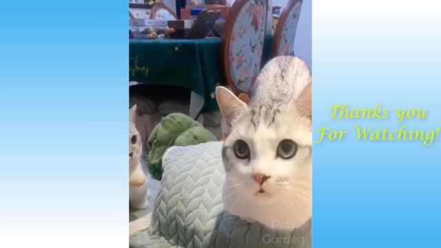 Funny Animals Compilation #1 - Pets Garden