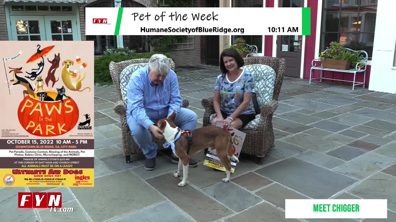 PET OF THE WEEK - Meet Chigger - HumaneSocietyofBlueRidge.org