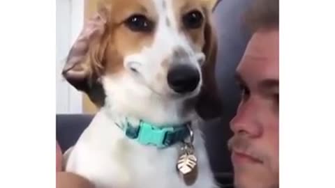 smiling dog