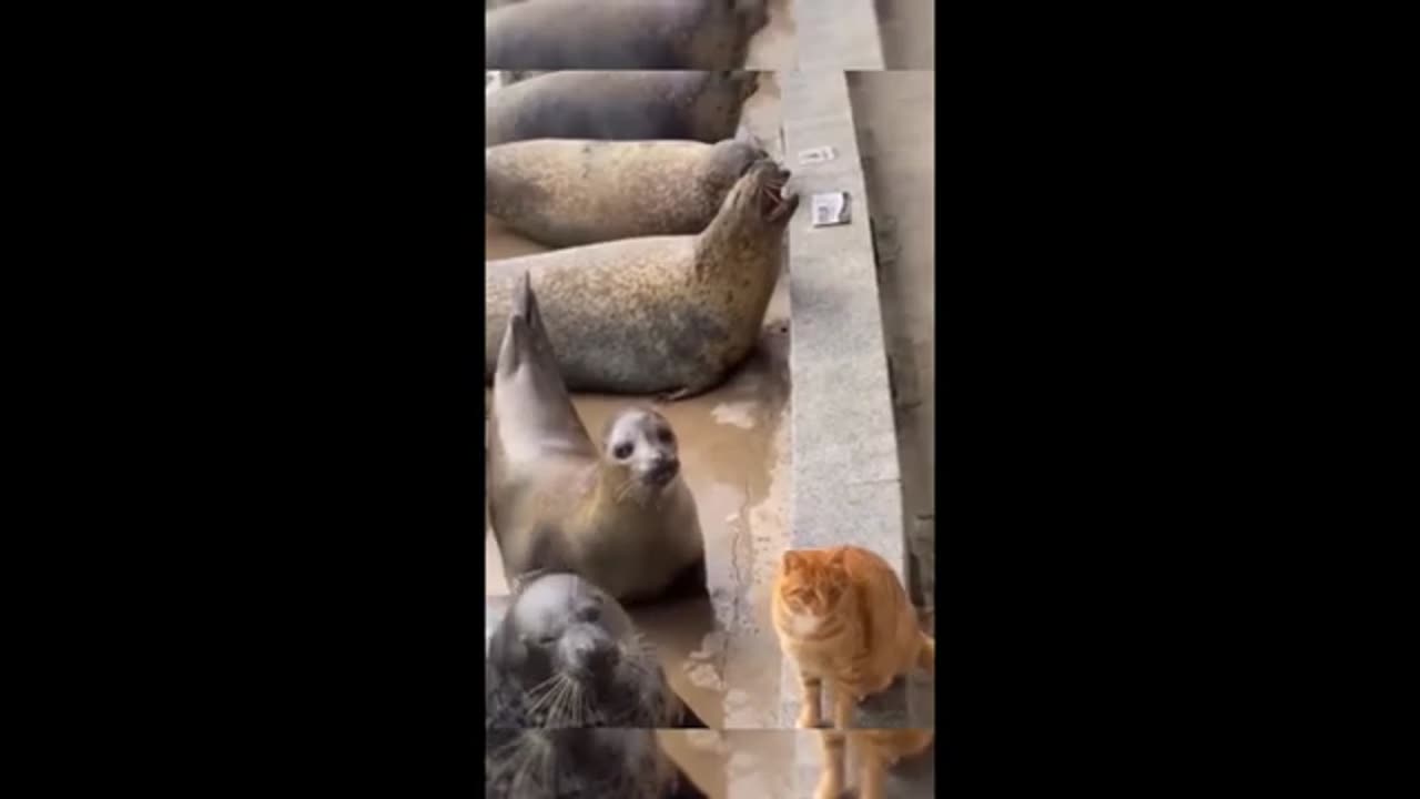 Funny animal videos