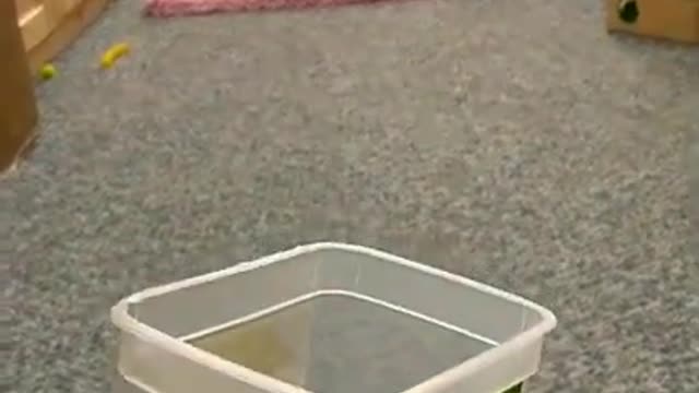 .cat video best for ever