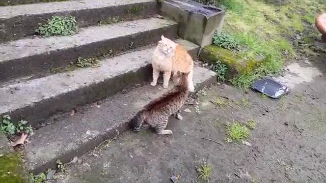 Real cat fight scene!! So funny movent!!2022!!