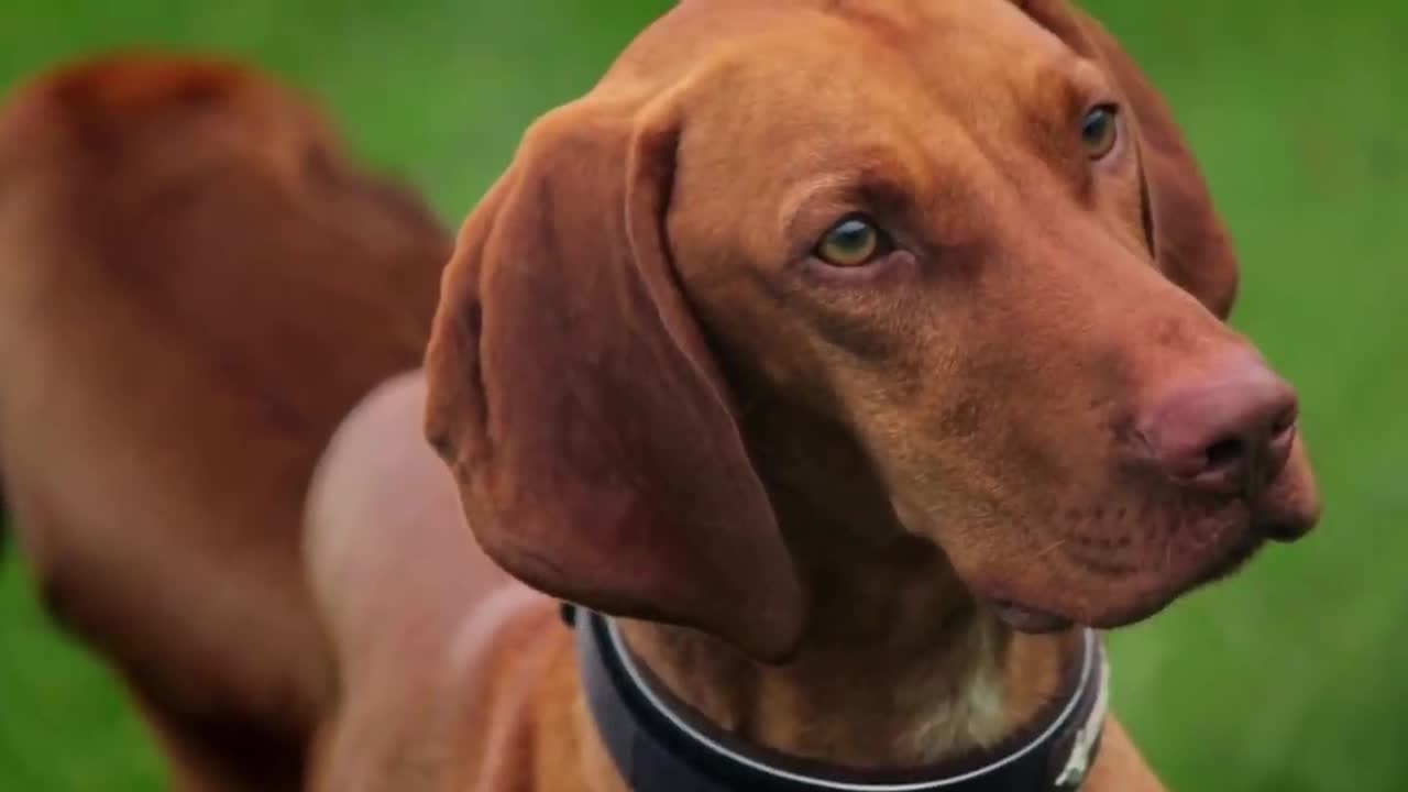 Tips to Choose the Perfect Dog Breed for You