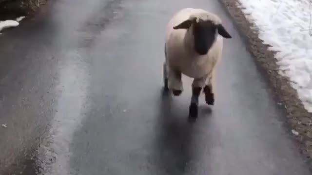 beep beep I’m a 🐑