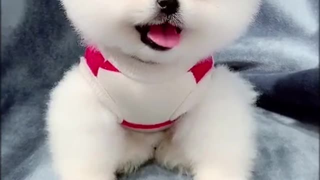 cute dog