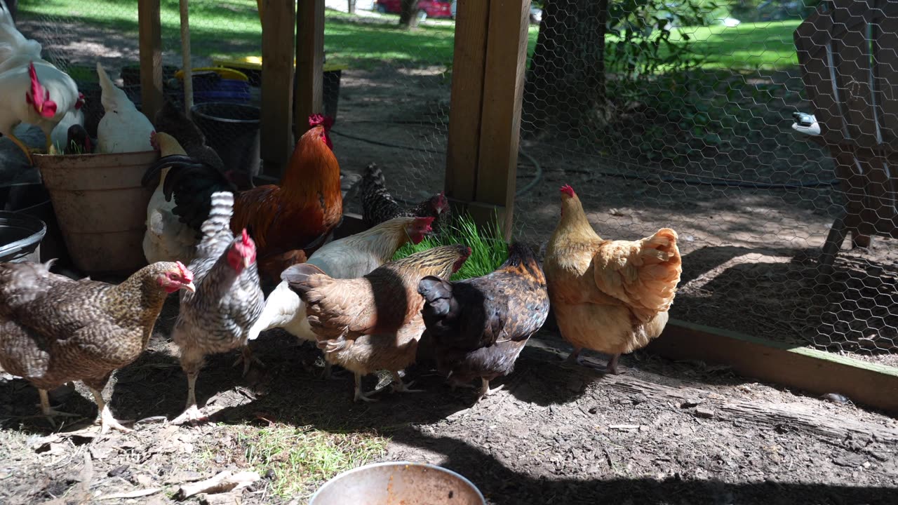 Are chickens amused by the same things as human children? Like a "fort?"