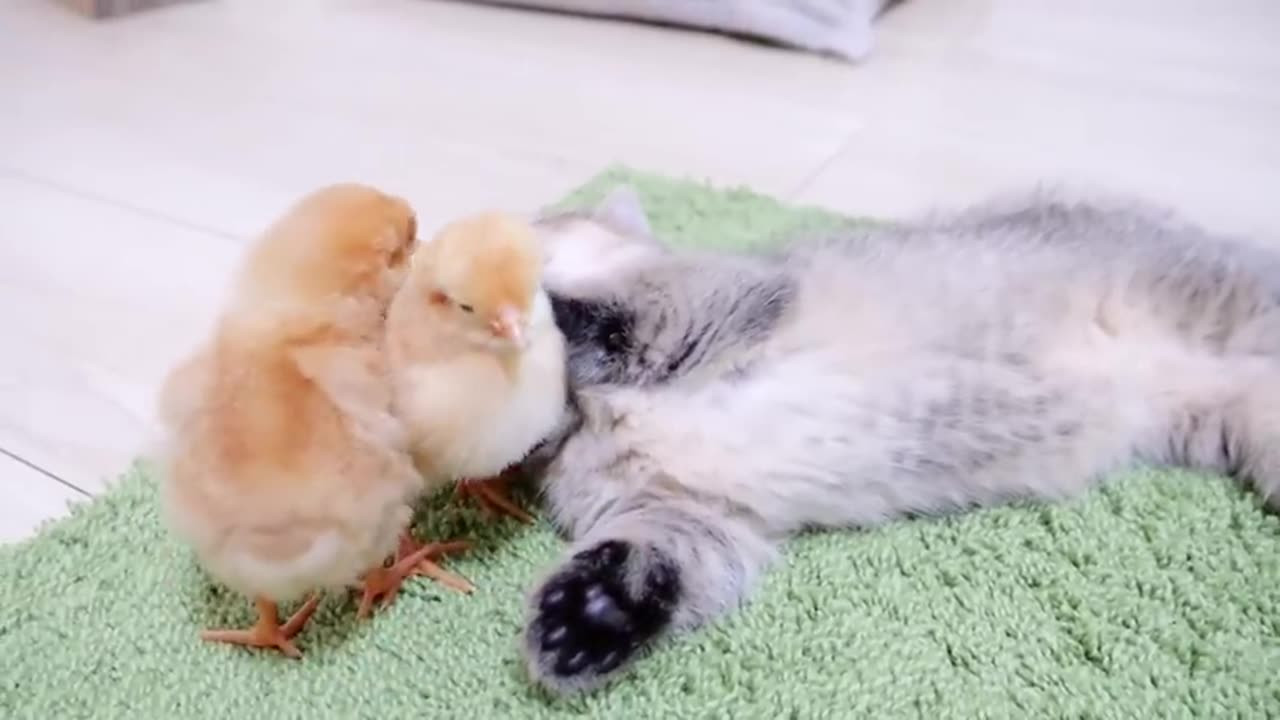 Looking back on how kitten Kiki met tiny chicks for the first time